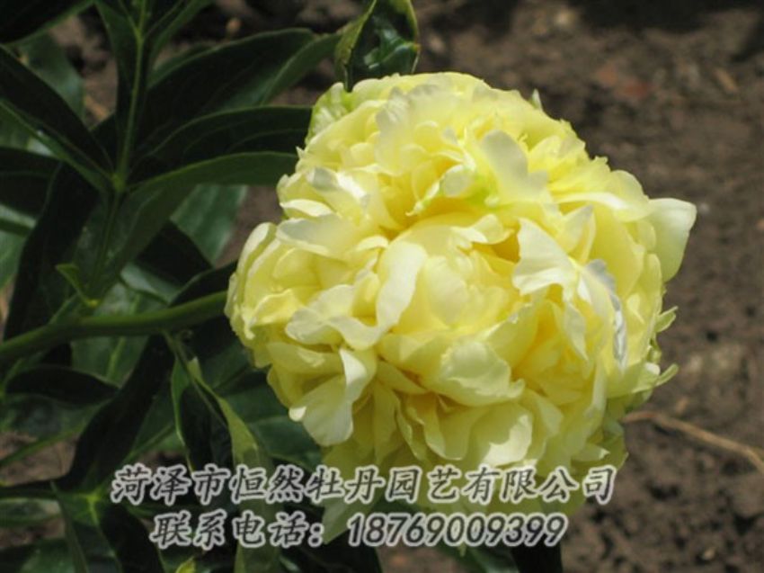 點(diǎn)擊查看詳細(xì)信息<br>標(biāo)題：黃色芍藥 閱讀次數(shù)：1972