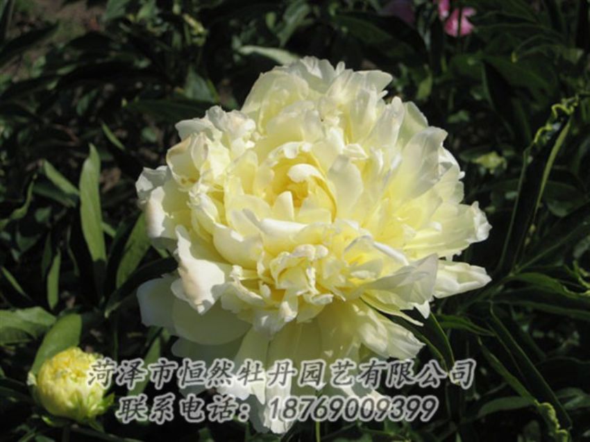 點(diǎn)擊查看詳細(xì)信息<br>標(biāo)題：黃金輪 閱讀次數(shù)：1339