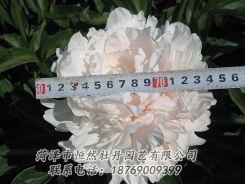 點(diǎn)擊查看詳細(xì)信息<br>標(biāo)題：雪峰 閱讀次數(shù)：1249