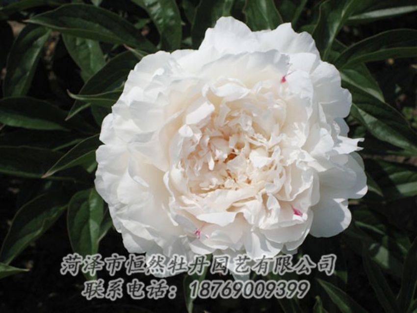 點(diǎn)擊查看詳細(xì)信息<br>標(biāo)題：娃娃面 閱讀次數(shù)：1879