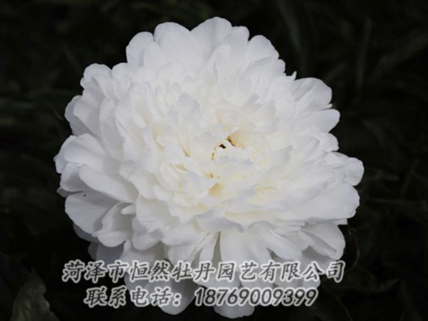 點(diǎn)擊查看詳細(xì)信息<br>標(biāo)題：沙金冠頂 閱讀次數(shù)：1322