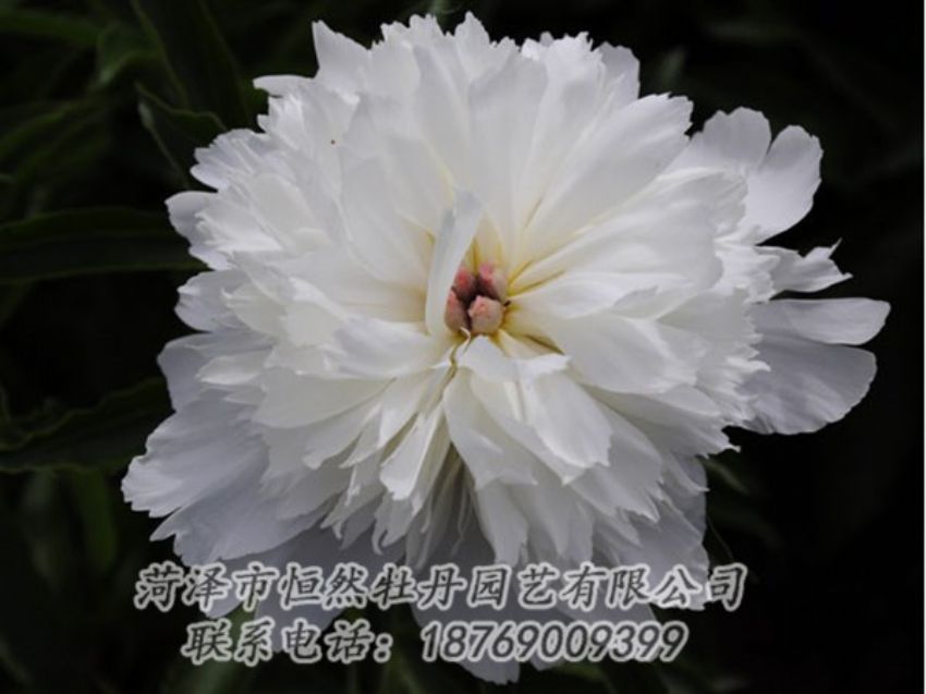 點(diǎn)擊查看詳細(xì)信息<br>標(biāo)題：玲瓏玉 閱讀次數(shù)：1313