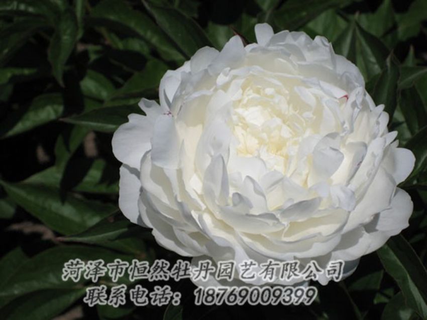 點(diǎn)擊查看詳細(xì)信息<br>標(biāo)題：白玉盤(pán) 閱讀次數(shù)：1326