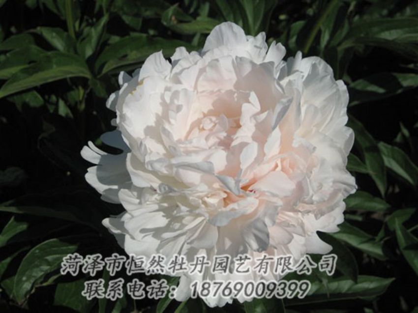 點(diǎn)擊查看詳細(xì)信息<br>標(biāo)題：白玉樓 閱讀次數(shù)：2138