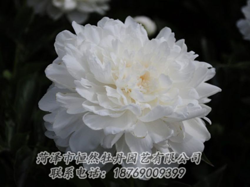 點(diǎn)擊查看詳細(xì)信息<br>標(biāo)題：白色 閱讀次數(shù)：1345