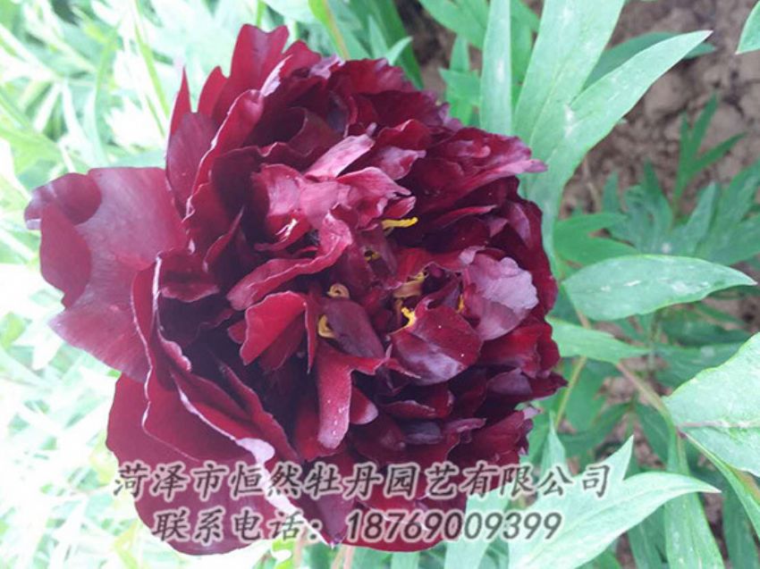 點(diǎn)擊查看詳細(xì)信息<br>標(biāo)題：黑色牡丹 閱讀次數(shù)：1349