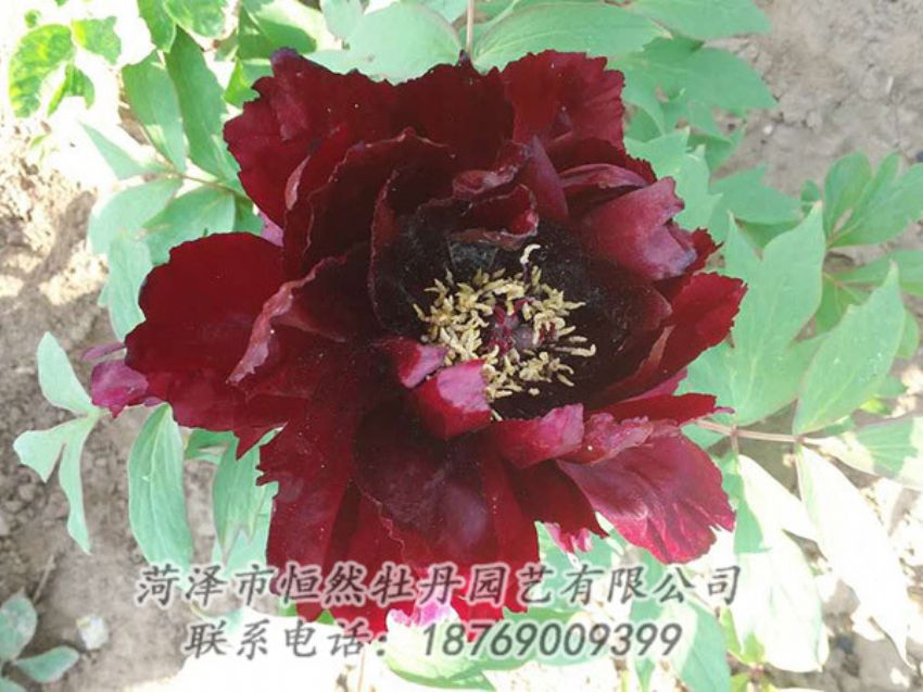 點(diǎn)擊查看詳細(xì)信息<br>標(biāo)題：黑色牡丹 閱讀次數(shù)：1856