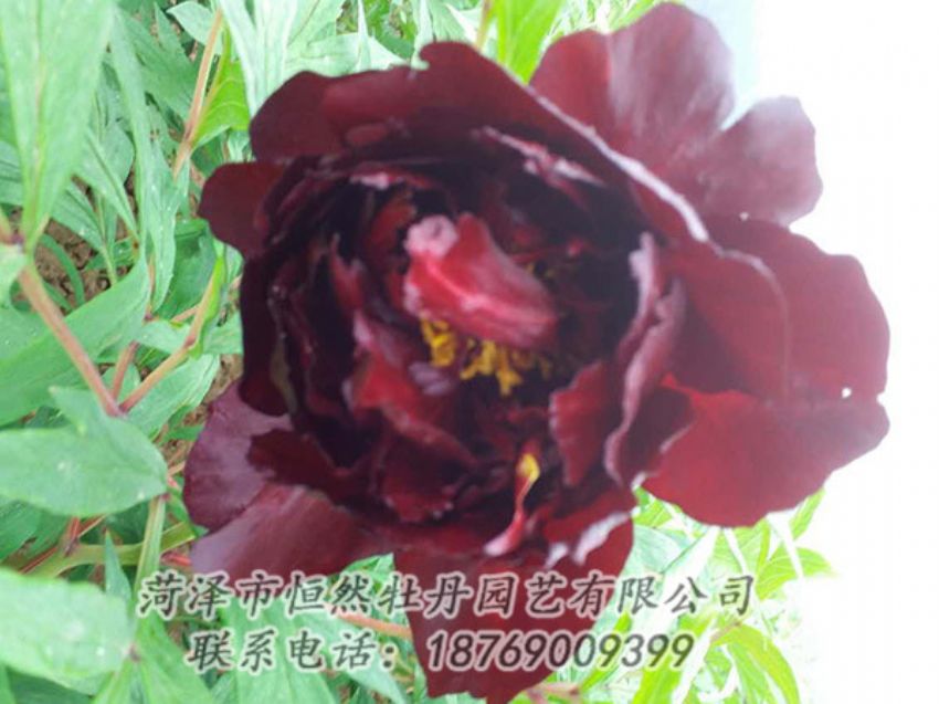 點擊查看詳細信息<br>標題：黑色牡丹 閱讀次數(shù)：1296