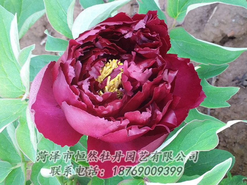 點擊查看詳細信息<br>標題：黑色牡丹 閱讀次數(shù)：1293