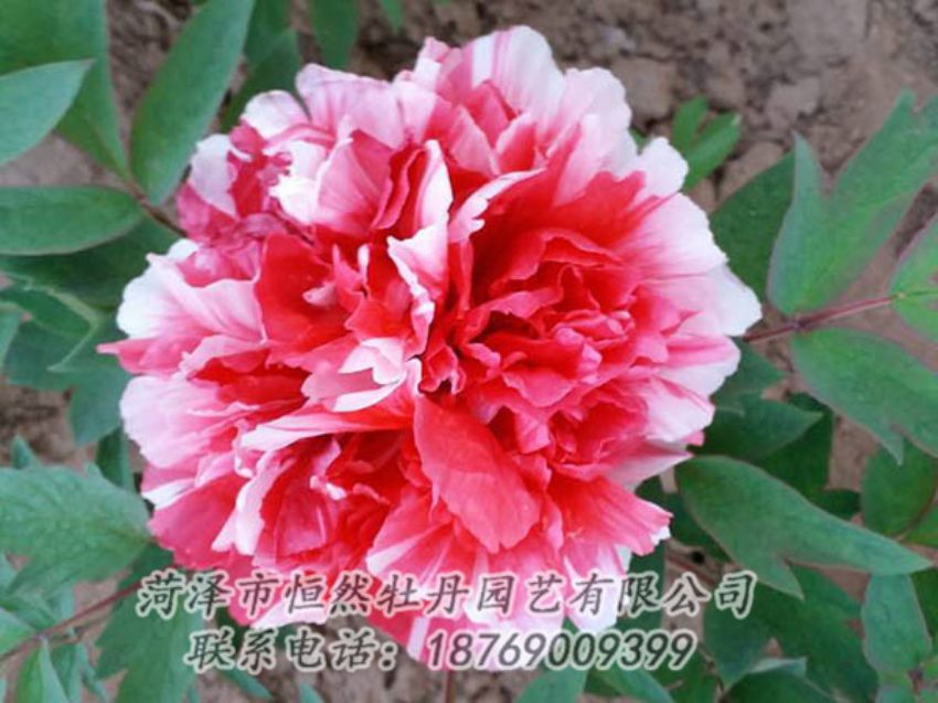 點(diǎn)擊查看詳細(xì)信息<br>標(biāo)題：復(fù)色牡丹 閱讀次數(shù)：1296