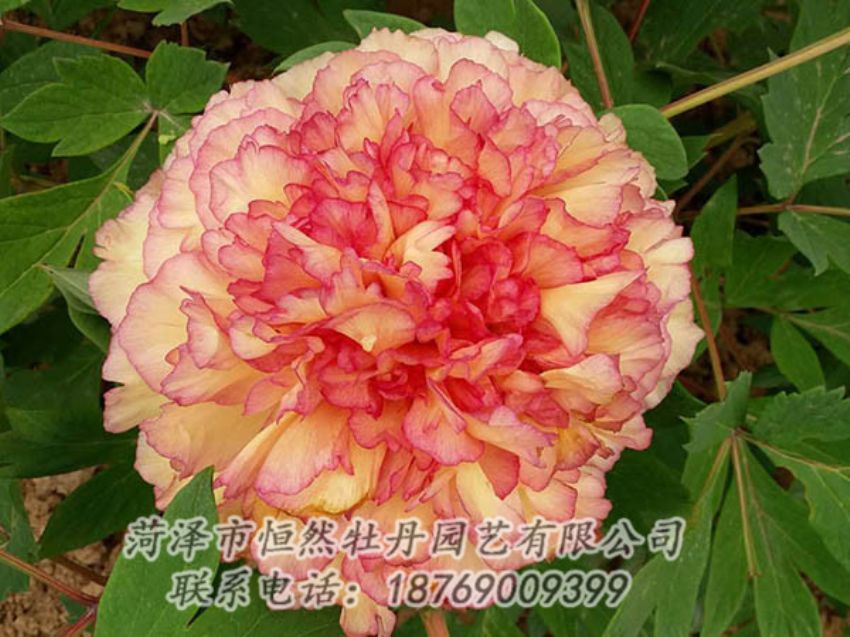 點(diǎn)擊查看詳細(xì)信息<br>標(biāo)題：復(fù)色牡丹 閱讀次數(shù)：1318