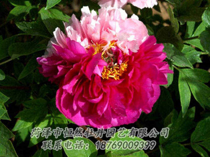 點(diǎn)擊查看詳細(xì)信息<br>標(biāo)題：復(fù)色牡丹 閱讀次數(shù)：1278