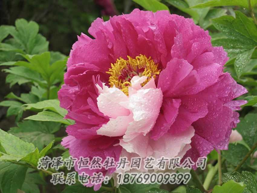 點(diǎn)擊查看詳細(xì)信息<br>標(biāo)題：復(fù)色牡丹 閱讀次數(shù)：1362