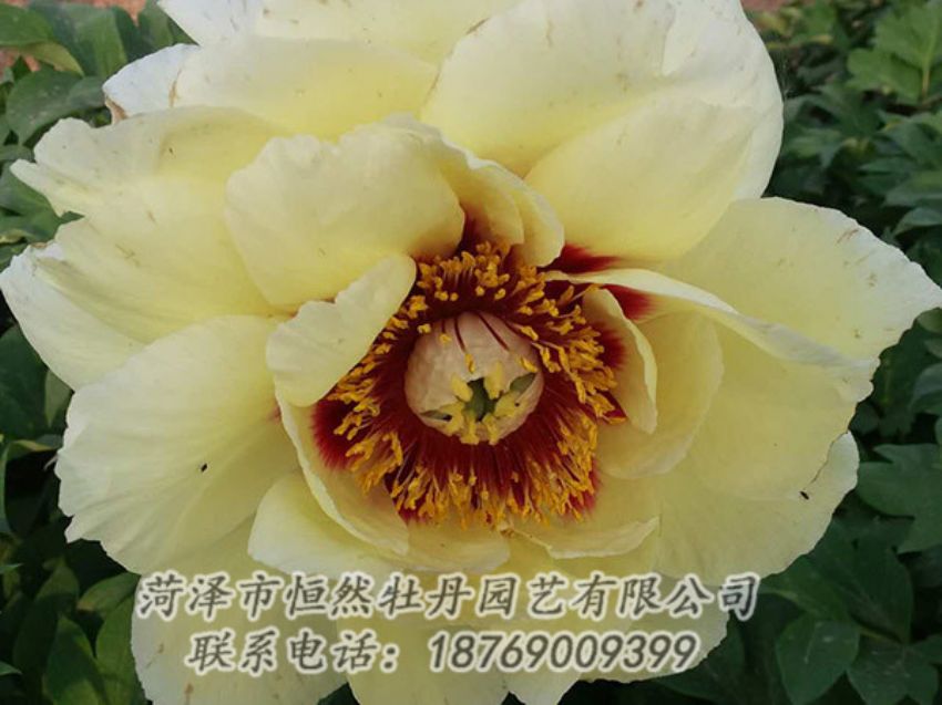 點擊查看詳細(xì)信息<br>標(biāo)題：黃色牡丹 閱讀次數(shù)：1303