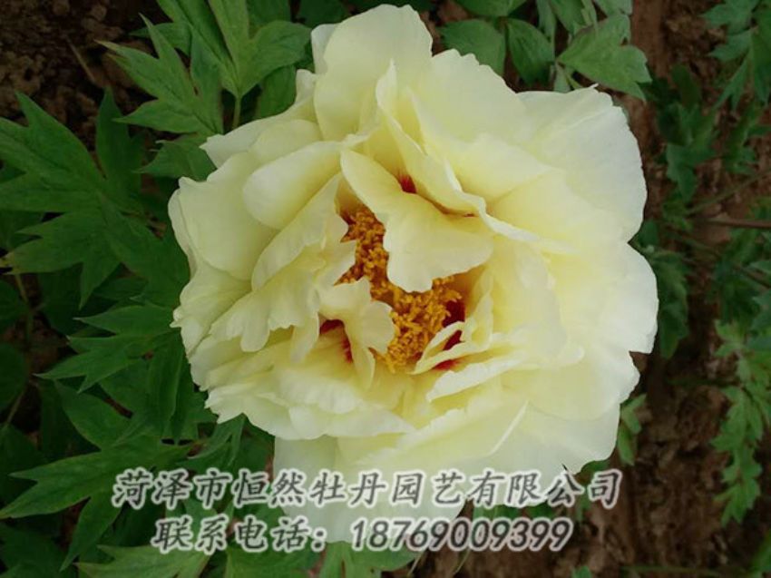 點(diǎn)擊查看詳細(xì)信息<br>標(biāo)題：黃色牡丹 閱讀次數(shù)：1859