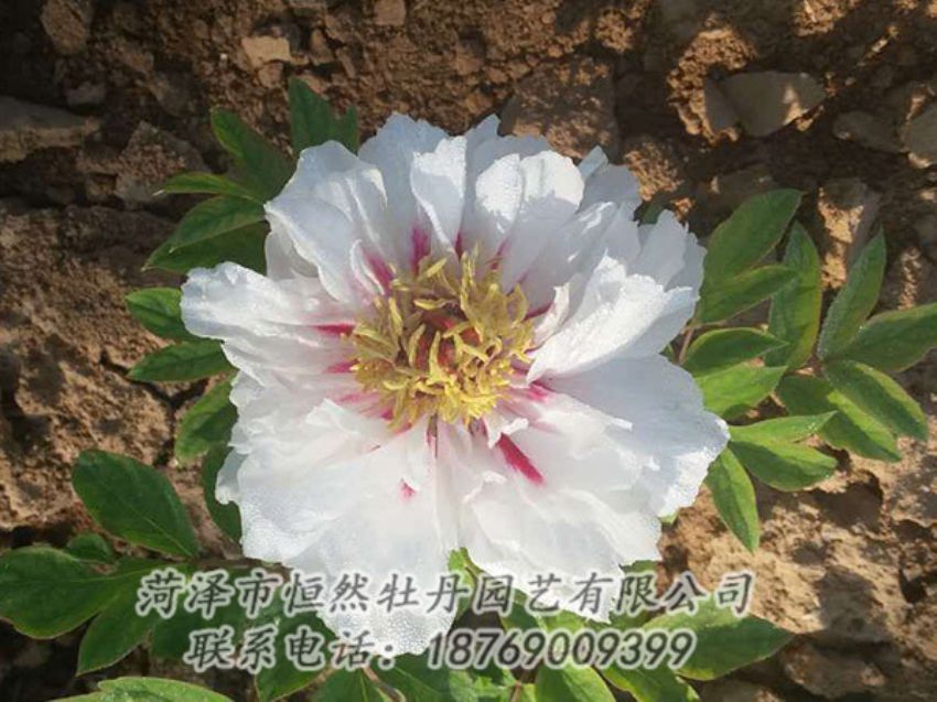 點擊查看詳細信息<br>標(biāo)題：白色牡丹 閱讀次數(shù)：1369