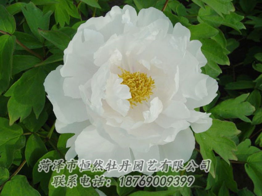 點(diǎn)擊查看詳細(xì)信息<br>標(biāo)題：白色牡丹 閱讀次數(shù)：1941