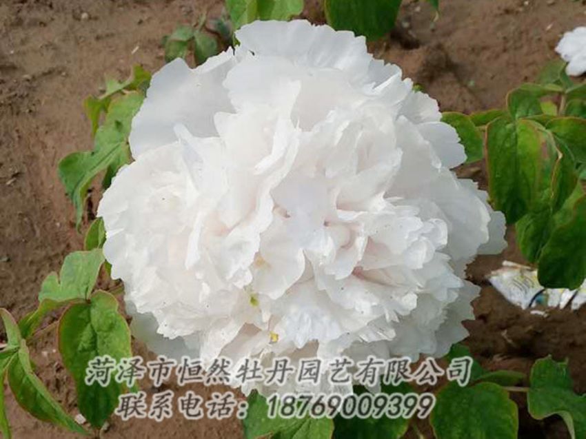 點(diǎn)擊查看詳細(xì)信息<br>標(biāo)題：白色牡丹 閱讀次數(shù)：1102