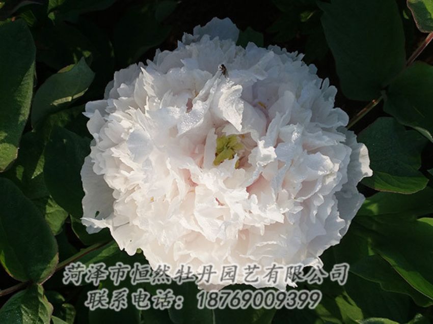 點擊查看詳細信息<br>標(biāo)題：白色牡丹 閱讀次數(shù)：1317