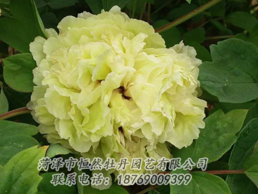 點擊查看詳細信息<br>標題：綠色 閱讀次數(shù)：1175