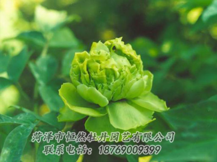 點(diǎn)擊查看詳細(xì)信息<br>標(biāo)題：綠色牡丹 閱讀次數(shù)：1314