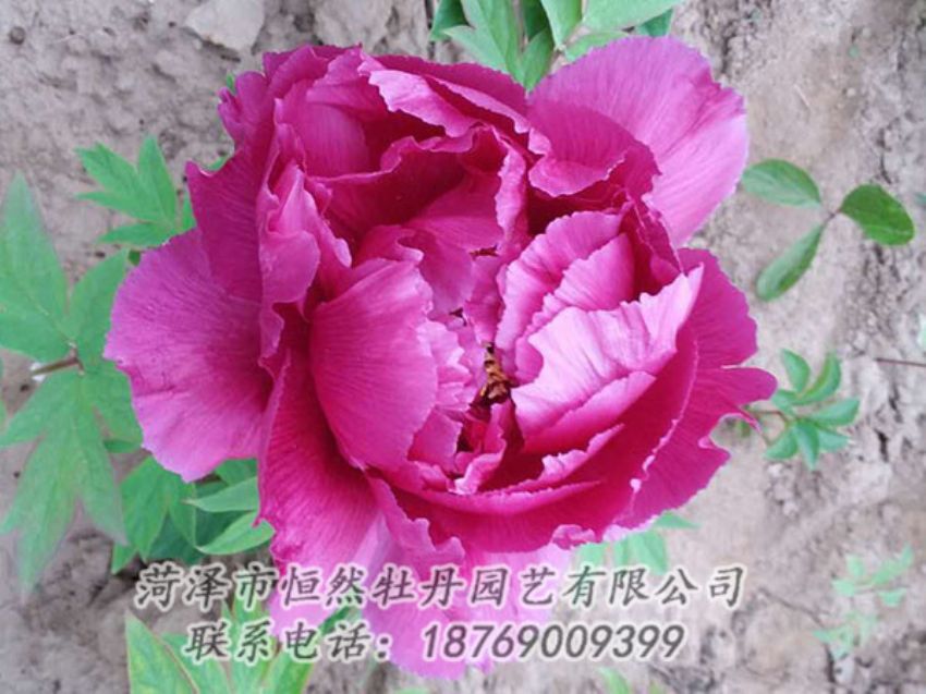 點擊查看詳細(xì)信息<br>標(biāo)題：紫色牡丹 閱讀次數(shù)：1148