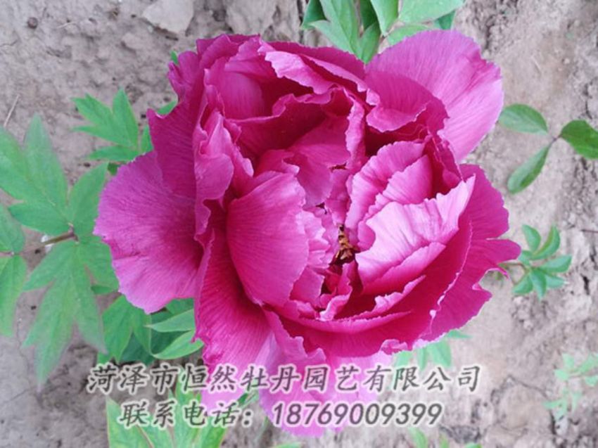 點(diǎn)擊查看詳細(xì)信息<br>標(biāo)題：紫色牡丹 閱讀次數(shù)：1235