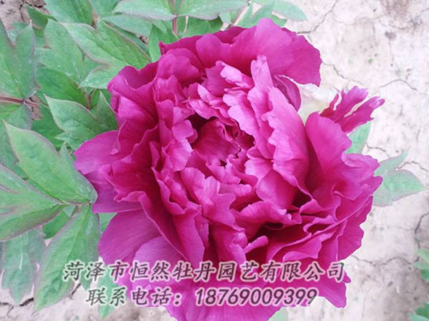 點(diǎn)擊查看詳細(xì)信息<br>標(biāo)題：紫色牡丹 閱讀次數(shù)：1398