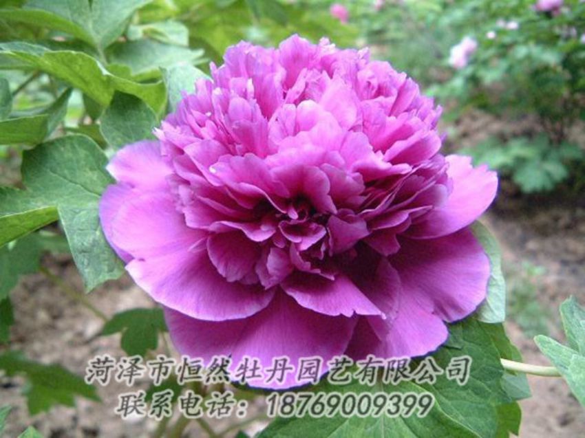 點(diǎn)擊查看詳細(xì)信息<br>標(biāo)題：紫色牡丹 閱讀次數(shù)：1438