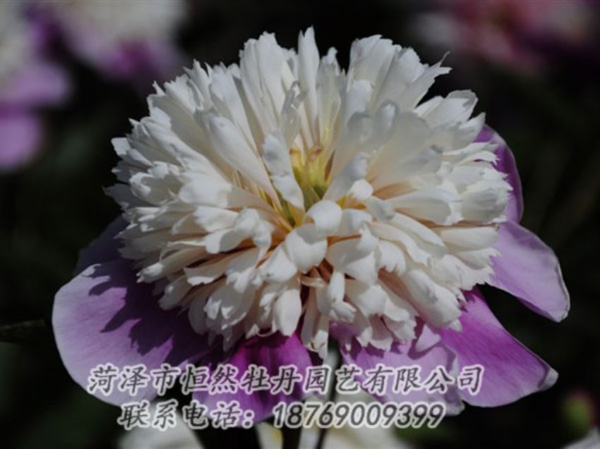 點(diǎn)擊查看詳細(xì)信息<br>標(biāo)題：復(fù)色芍藥 閱讀次數(shù)：1349