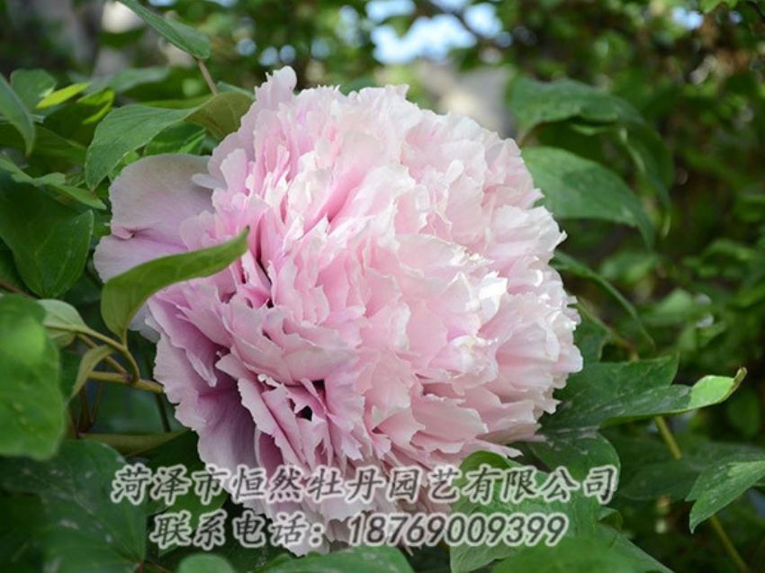 點(diǎn)擊查看詳細(xì)信息<br>標(biāo)題：粉色牡丹 閱讀次數(shù)：1956