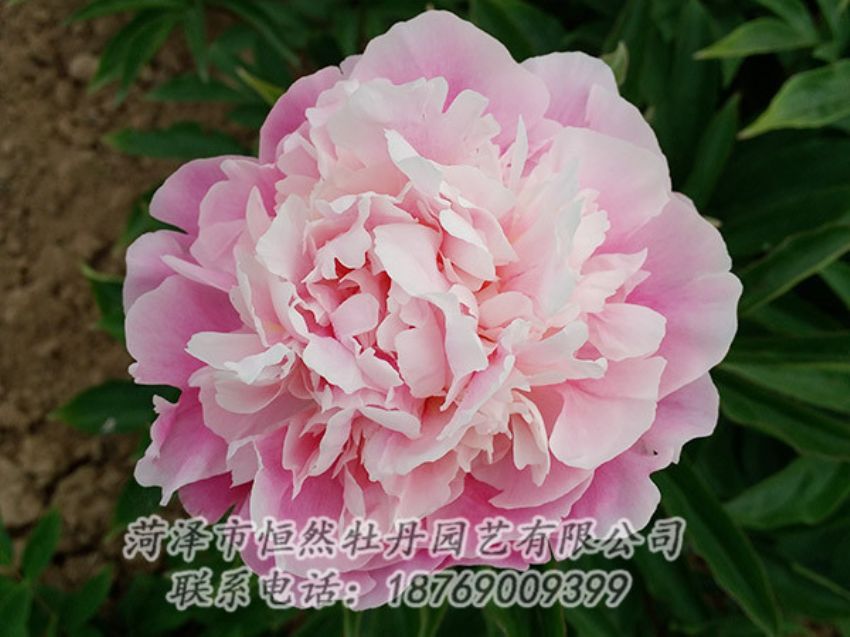 點(diǎn)擊查看詳細(xì)信息<br>標(biāo)題：粉色牡丹 閱讀次數(shù)：1927