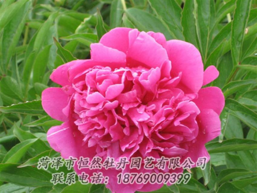 點(diǎn)擊查看詳細(xì)信息<br>標(biāo)題：永生紅 閱讀次數(shù)：1140