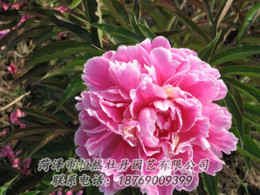 點(diǎn)擊查看詳細(xì)信息<br>標(biāo)題：西施紅妝 閱讀次數(shù)：1138