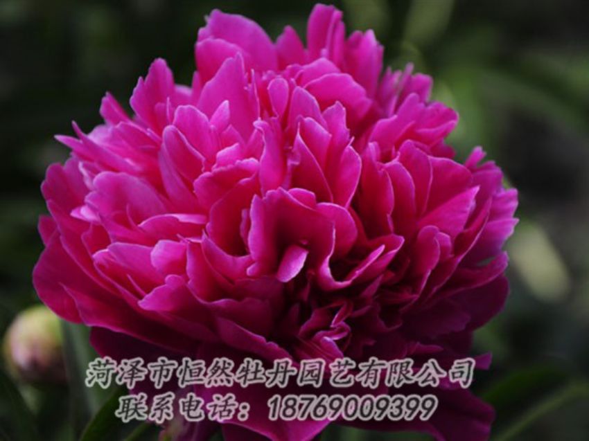 點(diǎn)擊查看詳細(xì)信息<br>標(biāo)題：瑪瑙紅 閱讀次數(shù)：1117