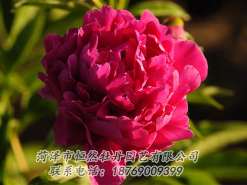 點(diǎn)擊查看詳細(xì)信息<br>標(biāo)題：老來(lái)紅 閱讀次數(shù)：1084