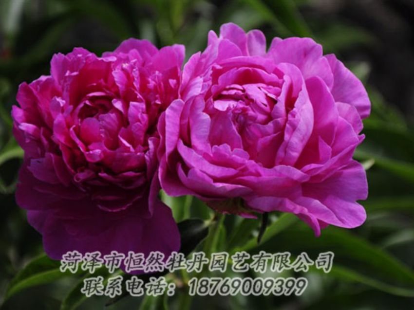 點擊查看詳細(xì)信息<br>標(biāo)題：紅玫瑰 閱讀次數(shù)：1082