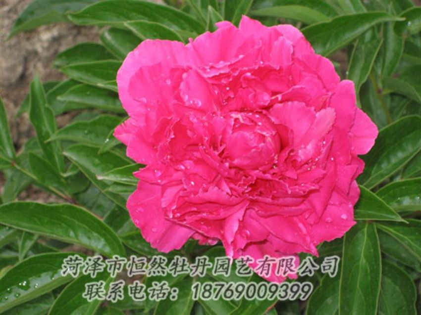 點擊查看詳細(xì)信息<br>標(biāo)題：紅冠芳 閱讀次數(shù)：1153