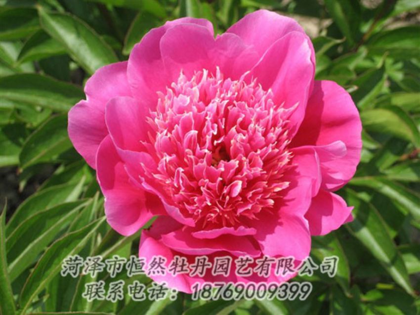 點(diǎn)擊查看詳細(xì)信息<br>標(biāo)題：紅繡球 閱讀次數(shù)：1108