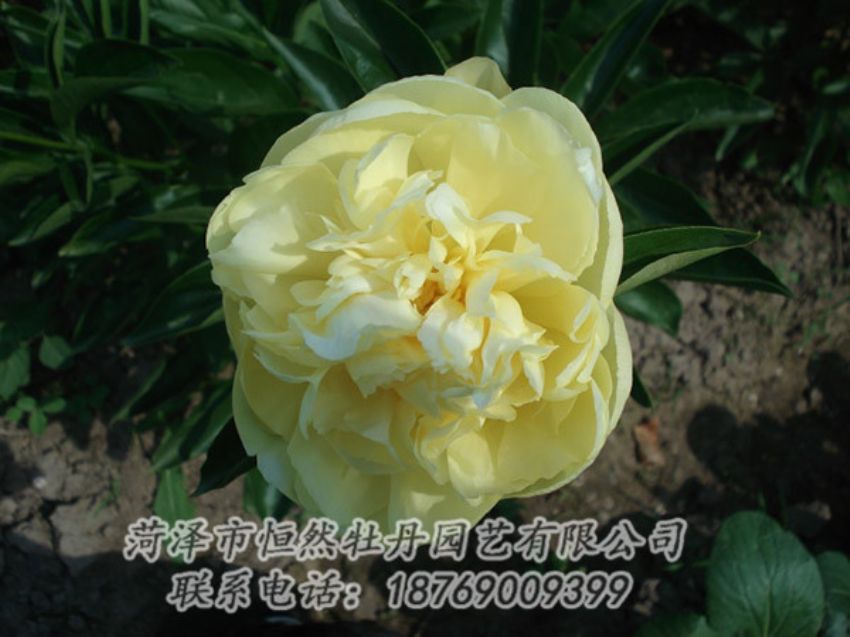 點(diǎn)擊查看詳細(xì)信息<br>標(biāo)題：黃色芍藥 閱讀次數(shù)：1426