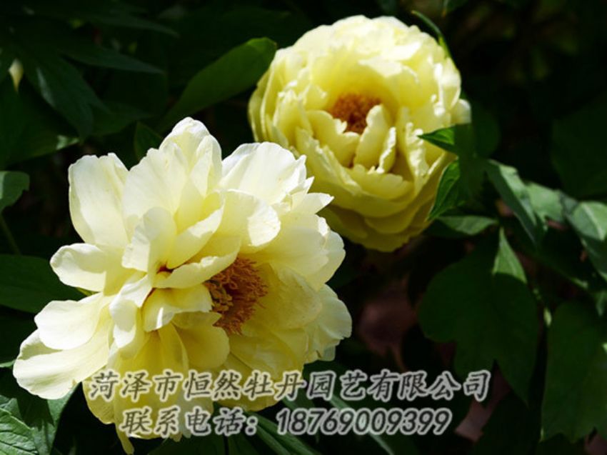點(diǎn)擊查看詳細(xì)信息<br>標(biāo)題：黃色芍藥 閱讀次數(shù)：1297