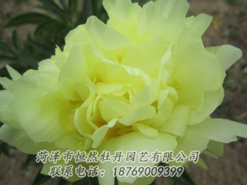點(diǎn)擊查看詳細(xì)信息<br>標(biāo)題：黃色芍藥 閱讀次數(shù)：1336