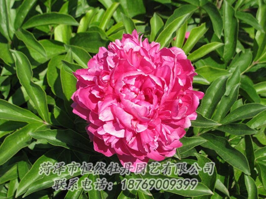 點(diǎn)擊查看詳細(xì)信息<br>標(biāo)題：紅色芍藥 閱讀次數(shù)：1266