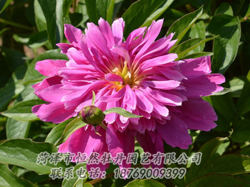 點(diǎn)擊查看詳細(xì)信息<br>標(biāo)題：紅色芍藥 閱讀次數(shù)：1248