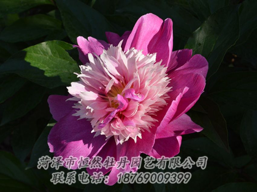 點(diǎn)擊查看詳細(xì)信息<br>標(biāo)題：紅色芍藥 閱讀次數(shù)：1337