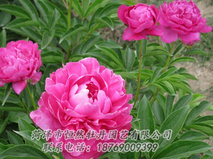 點(diǎn)擊查看詳細(xì)信息<br>標(biāo)題：紅色芍藥 閱讀次數(shù)：1245