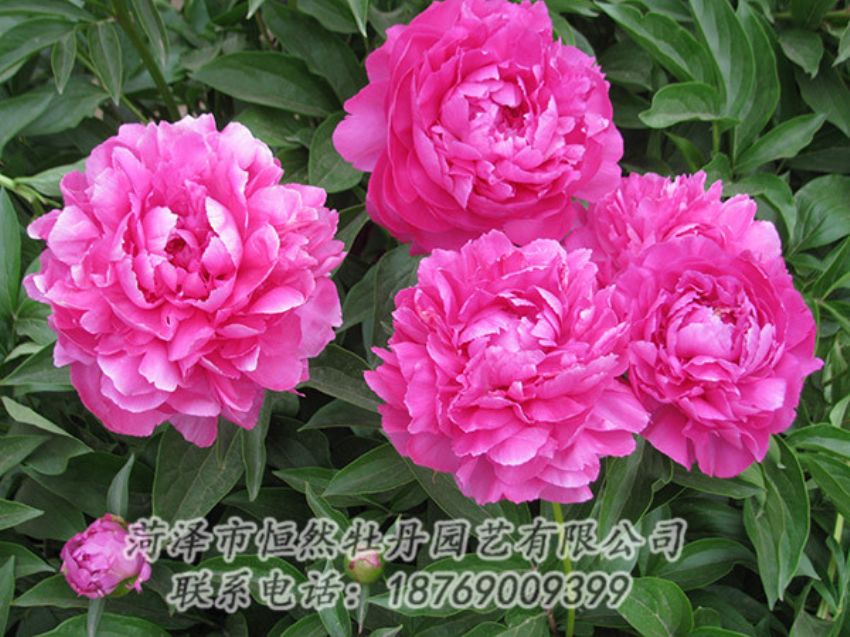 點(diǎn)擊查看詳細(xì)信息<br>標(biāo)題：紅色芍藥 閱讀次數(shù)：1266