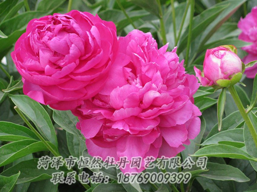 點(diǎn)擊查看詳細(xì)信息<br>標(biāo)題：紅色芍藥 閱讀次數(shù)：1260
