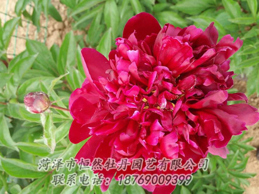 點(diǎn)擊查看詳細(xì)信息<br>標(biāo)題：紅色芍藥 閱讀次數(shù)：1275
