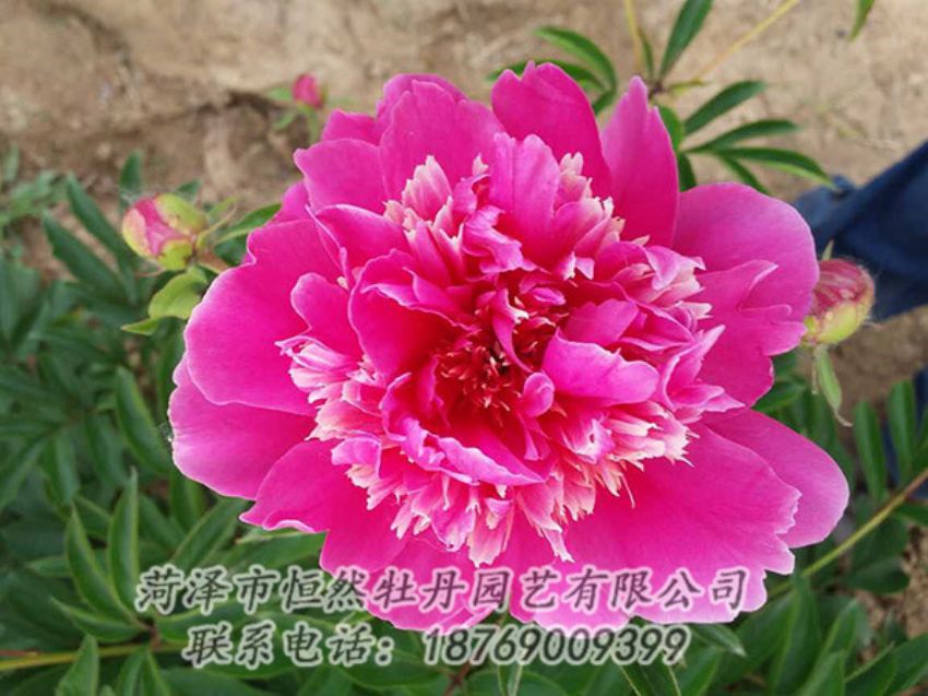 點(diǎn)擊查看詳細(xì)信息<br>標(biāo)題：紅色芍藥 閱讀次數(shù)：1299